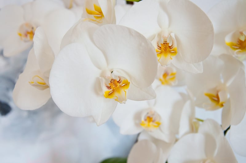 Elegant Orchids